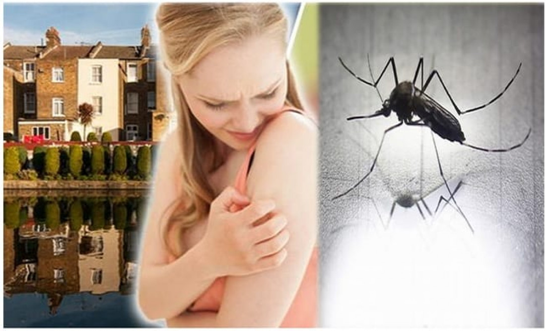 World Mosquito Day : क्या आप जानते हैं एक छोटा सा मच्छर ले सकता है आपकी जान, बचाव के लिए अपनाएं ये तरीके…