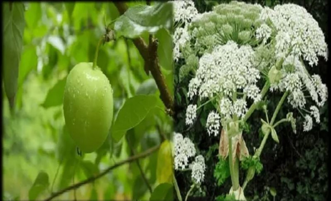 सावधान: देखने में हैं काफी खूबसूरत लेकिन मौत के घाट उतार सकते हैं दुनिया के ये जानलेवा पौधे, फूल और फल!