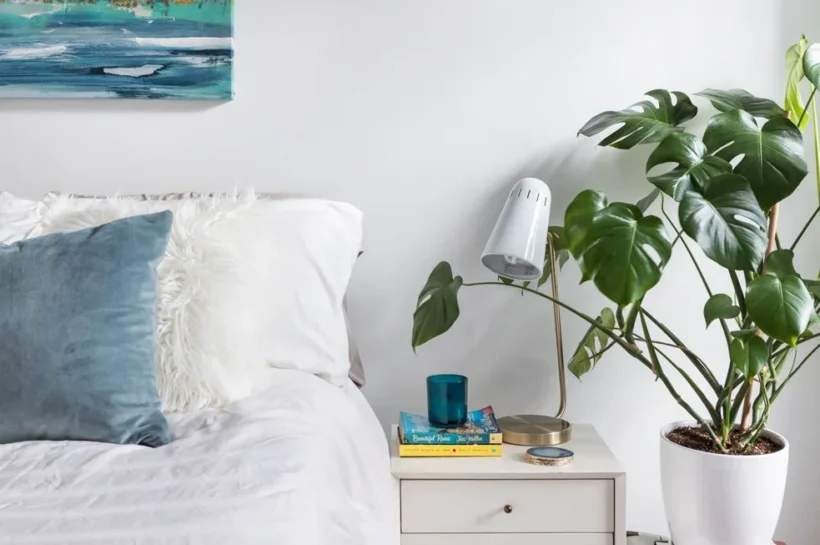 बेडरूम में लगाएं ये Indoor Plants, जो आपके कमरे में डाल देंगे जान &mdash; NEDRICK NEWS