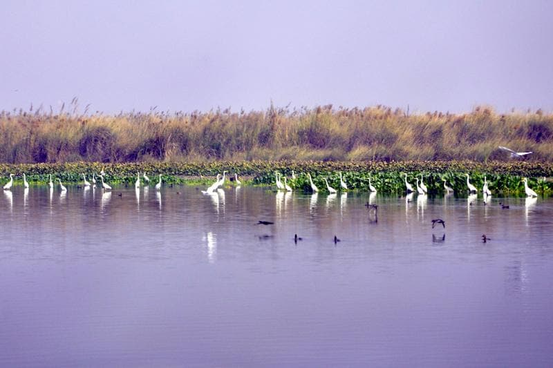 Harike Wetland and Bird Sanctuary