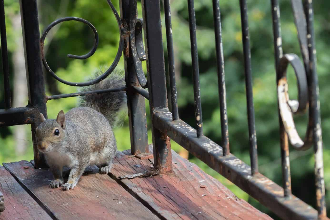 SQUIRREL AT HOME, गिलहरी को लेकर मान्यताएं