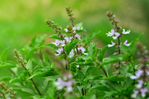 FOREST BASIL