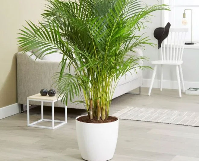 Areca palm