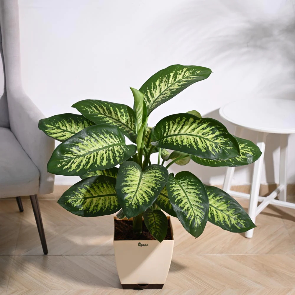 Dieffenbachia 