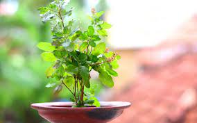 tulsi plant 