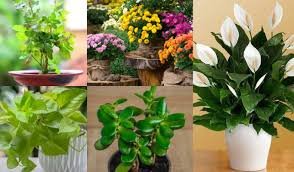 घर में जरुर लगाने चाहिए ये 10 लकी पौधें, देखें लिस्ट — Nedrick News