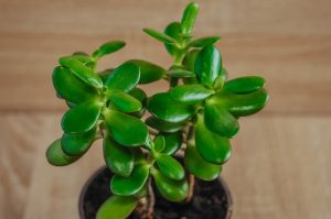 Jade Plant