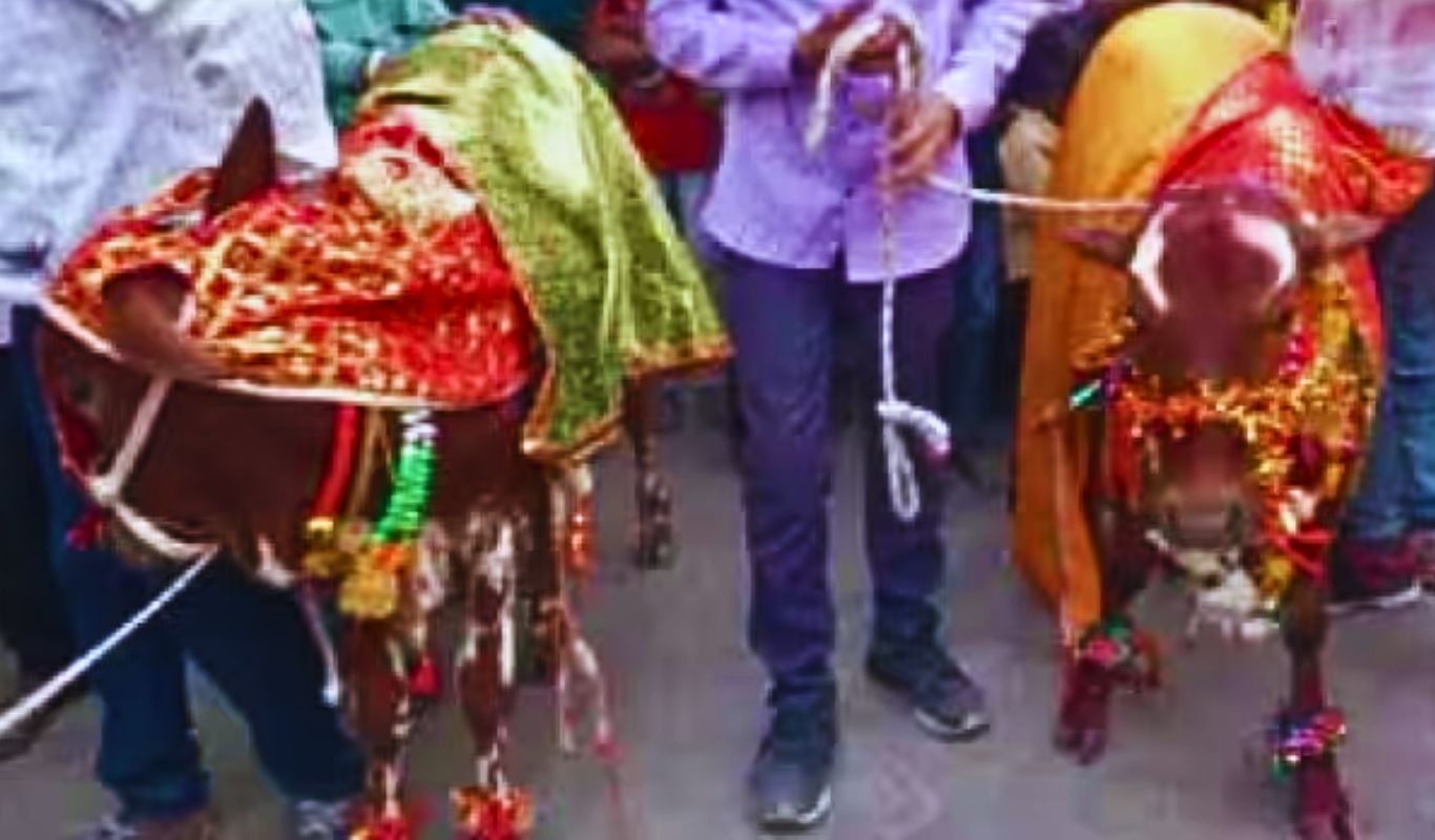 अनोखी शादी : बैल की निकली बारात तो दुल्हन बनी गाय, यहां पढ़िए पूरी घटना -  Nedrick News | Hindi Samachar
