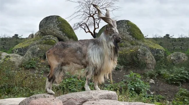 Markhor goat 