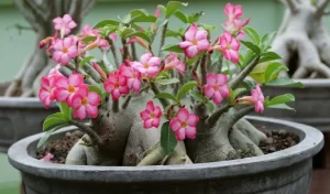 Desert roses