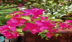 Bougainvillea