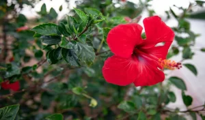 hibiscus flower plant