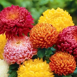 Chrysanthemum