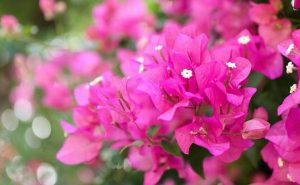 Bougainvillea