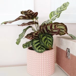 Calathea