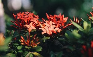  Ixora