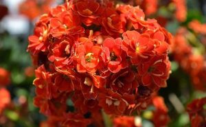  Kalanchoe