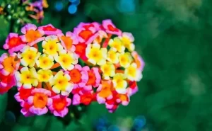 Lantana