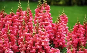 Snapdragon