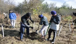 forest Punjab 