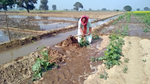 woman farmer Gurbir Kaur