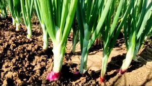  cultivating red onion