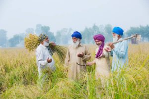 sikh farming