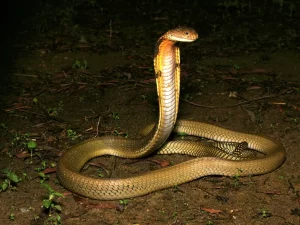 King cobra Snake