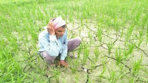  Hamirpur farmers