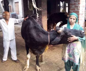 Muslim girl running cow shelter