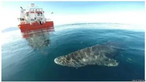 greenland shark 