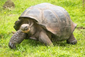 giant galapagos tortoise, Top 5 longest living creature