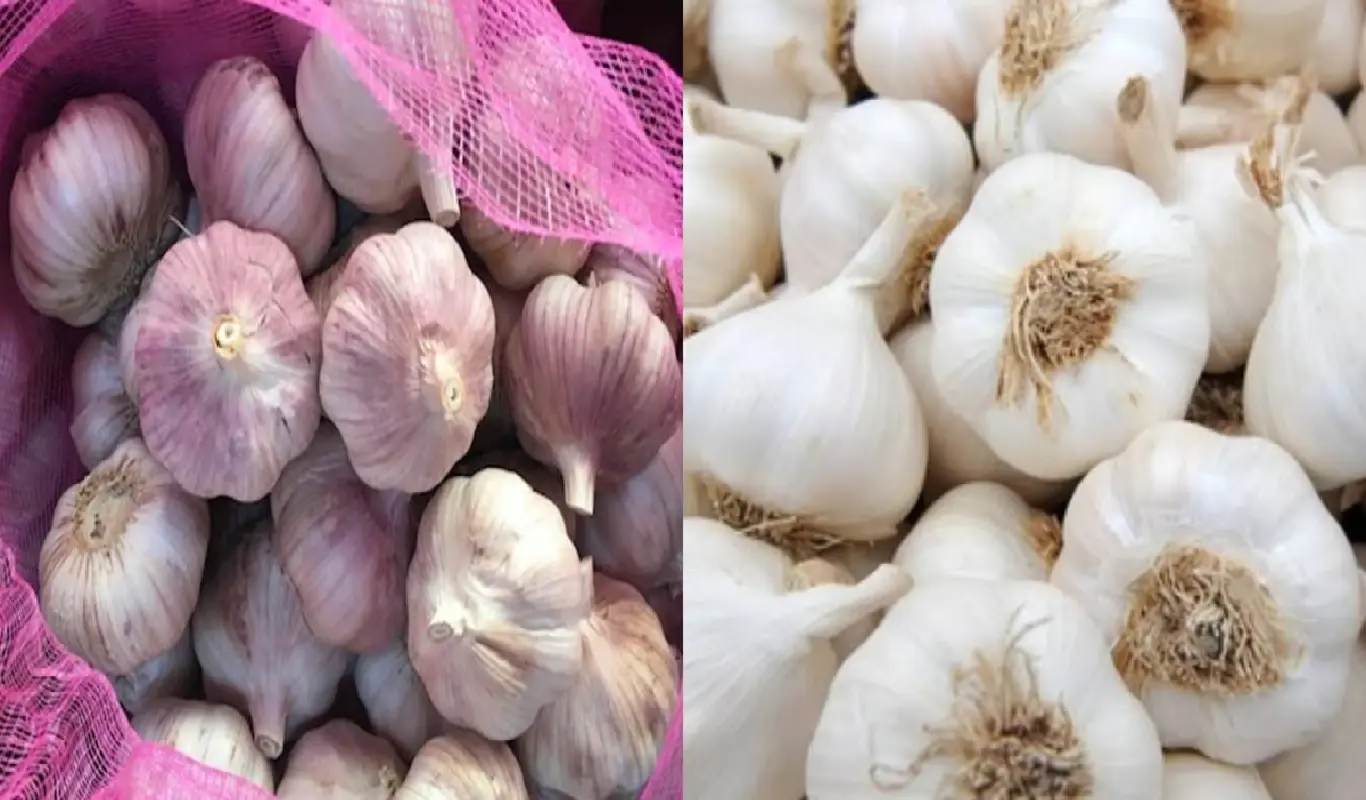 Garlic