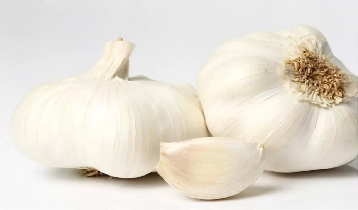 Garlic