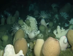 Antarctic Sponges, Top 5 longest living creature