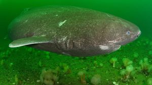 Greenland Shark