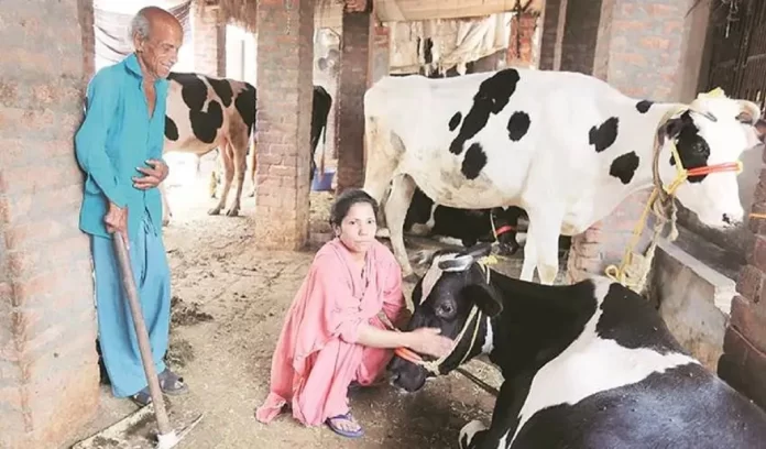 Muslim girl running cow shelter