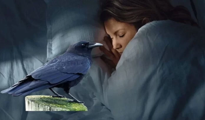 crow dream