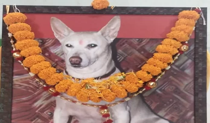 Jhansi dog's last rites