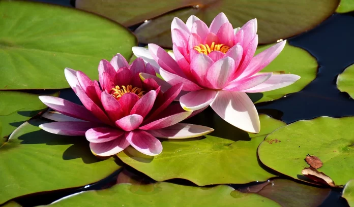 Lotus Flower in Lakshmi Pooja