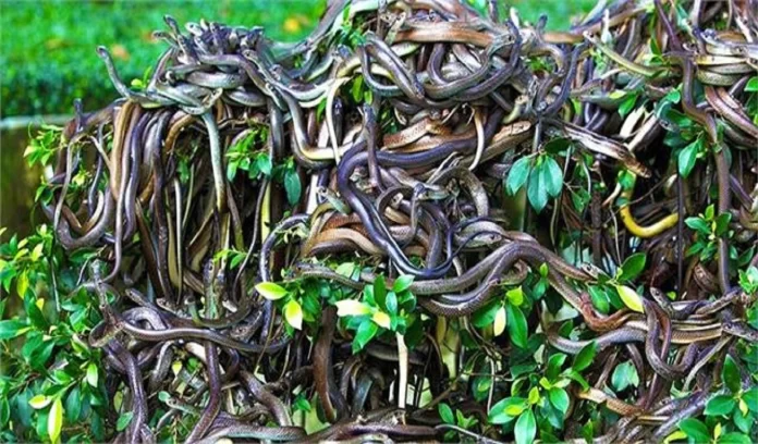 Snake Island Brazil