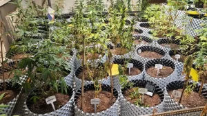 Greater Noida news cannabis cultivation