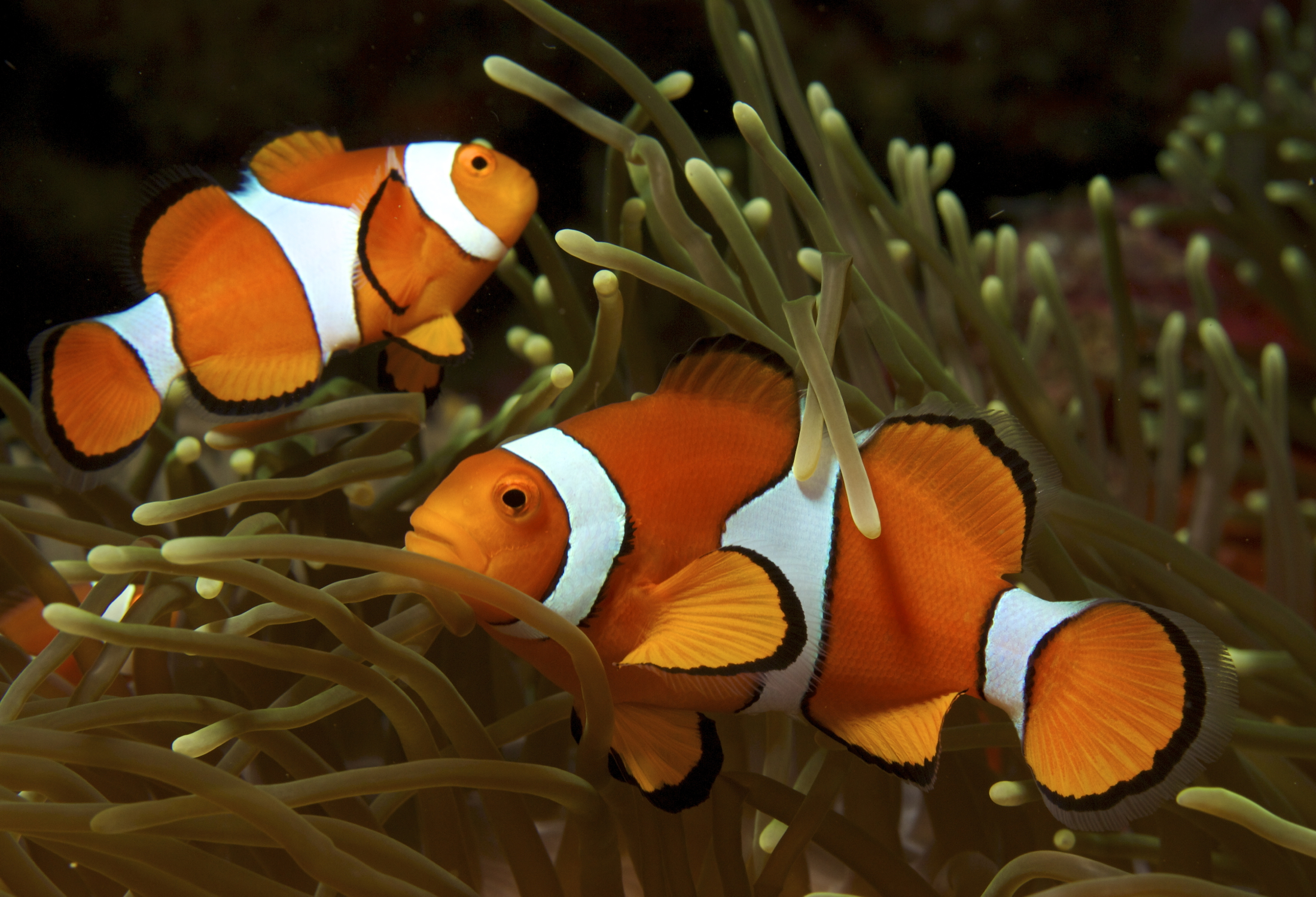 Amphiprion_ocellaris_(Clown_anemonefish