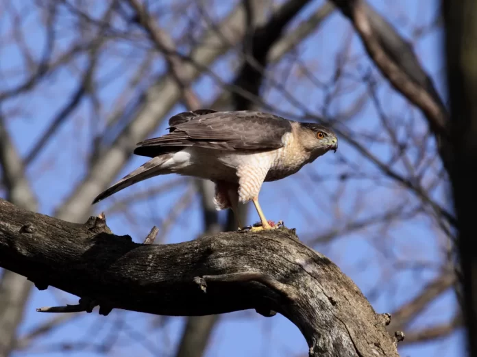 Coopers hawk, Eagle