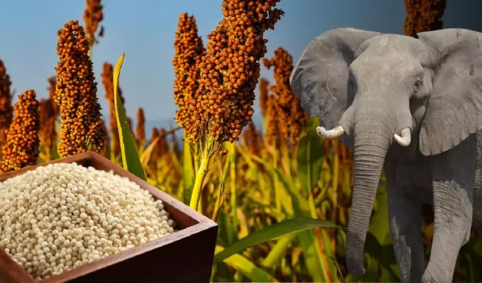 Kodo Millet, 10 elephants died after eating Kodo millet