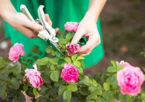 Rose plant care tips