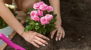 Rose plant care tips