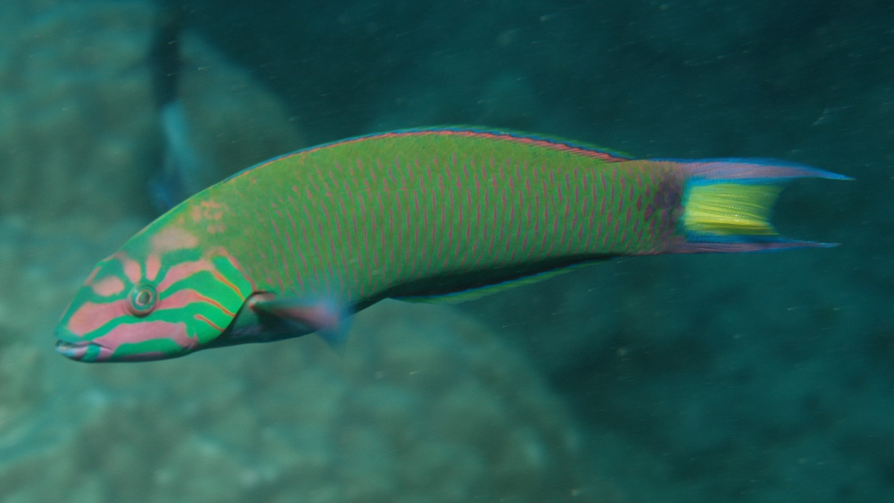 Thalassoma_lunare, Wrasse Fish