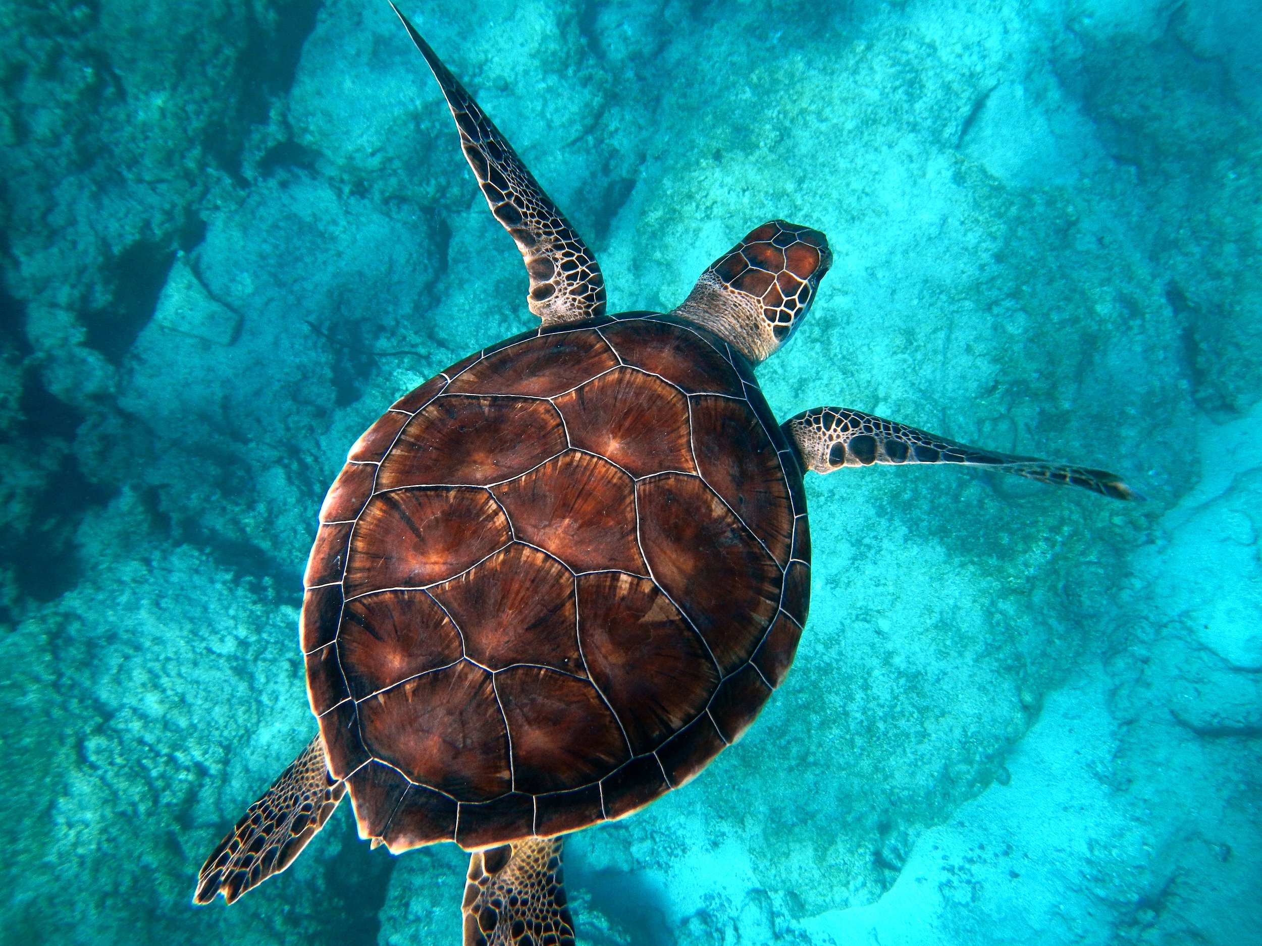 Turtle, Sea 