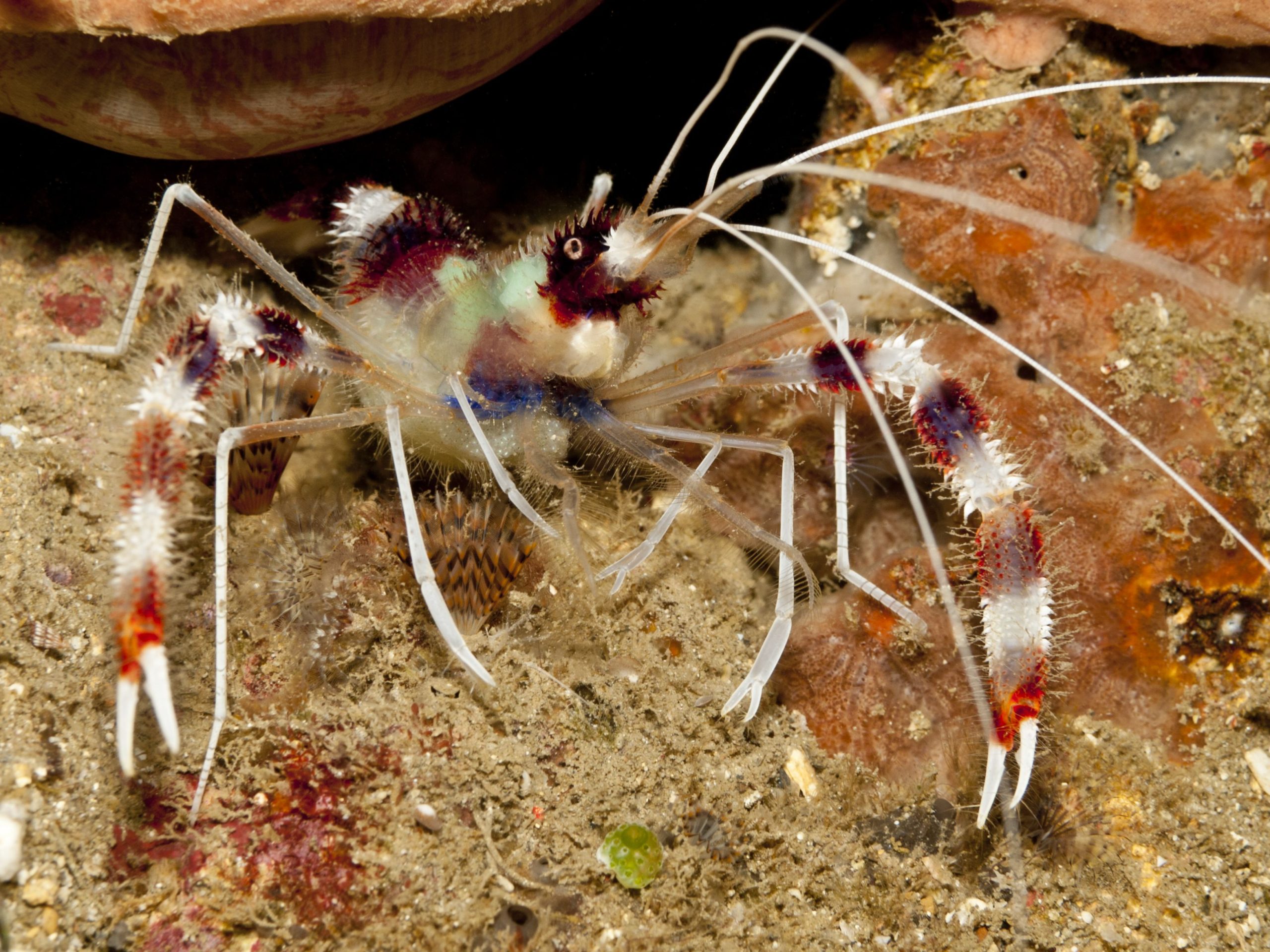 banded-coral-shrimp, Marine Chrimp